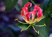 gloriosa lily