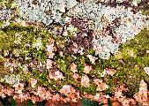 lichen pattern