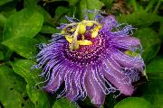 Passion Flower and cp